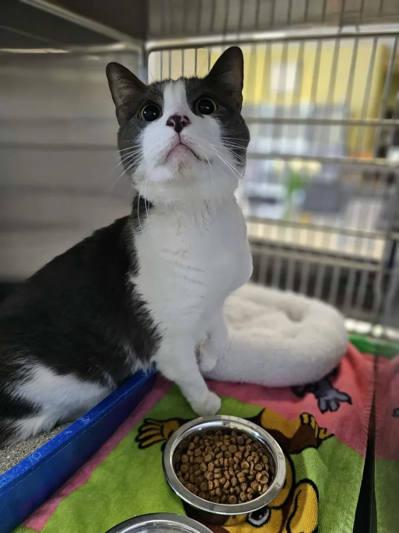 An adult medium-sized male Manx cat named Goose for adoption in Rockwall, TX