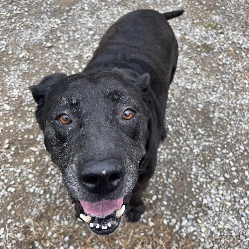 A senior large-sized female Black Mixed Breed dog named Baby for adoption in Fairport, NY