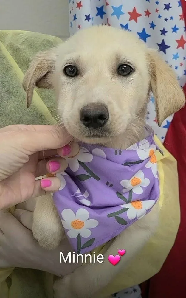 A baby large-sized female Yellow / Tan / Blond / Fawn Labrador Retriever dog named Croweew Minnie for adoption in Broomfield, CO