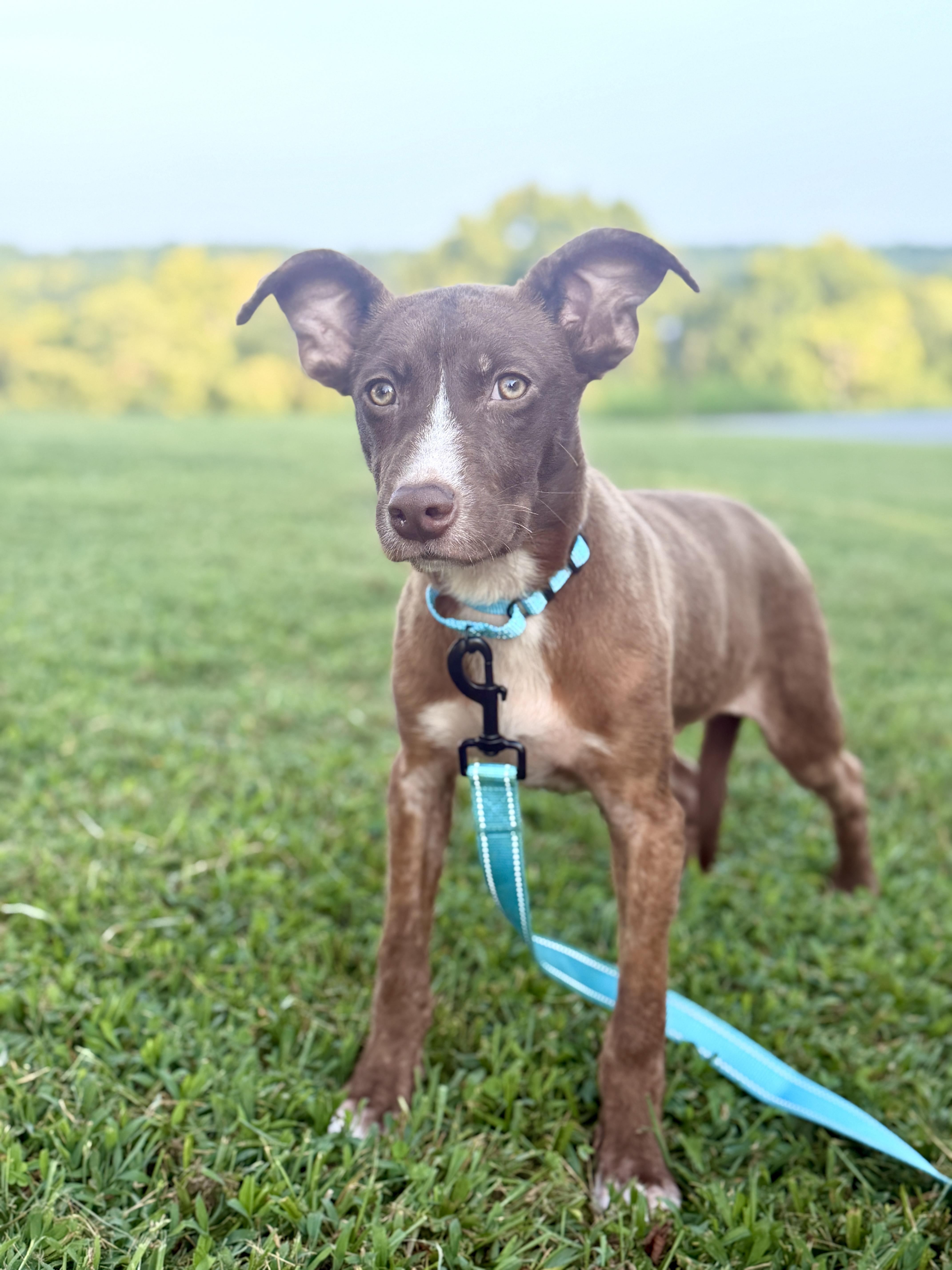 A young small-sized female Brown / Chocolate Terrier dog named Bambi for adoption in Gradyville, KY