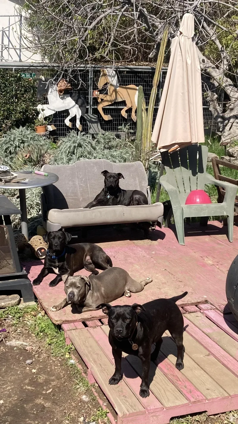 Midnight thumbnail 3