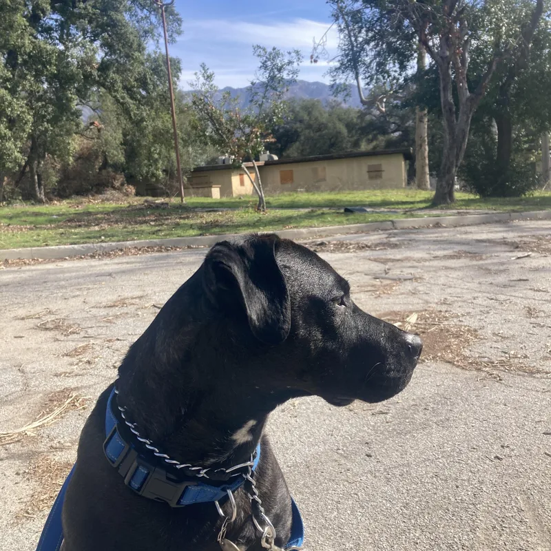 Midnight thumbnail 4