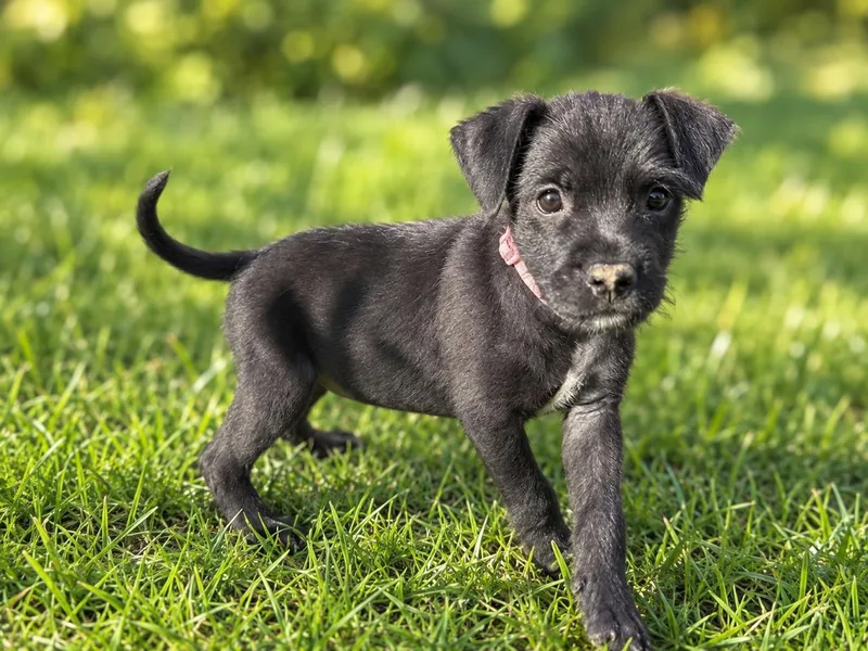 A baby medium-sized male White / Cream Standard Schnauzer dog named BuddyAvail  Halloween Puppies for adoption in West Grove, PA