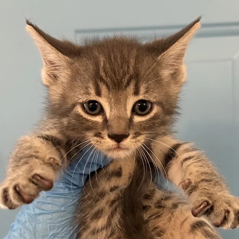 A baby small-sized female Gray / Blue / Silver Domestic Short Hair cat named Lorraine for adoption in Denver, CO