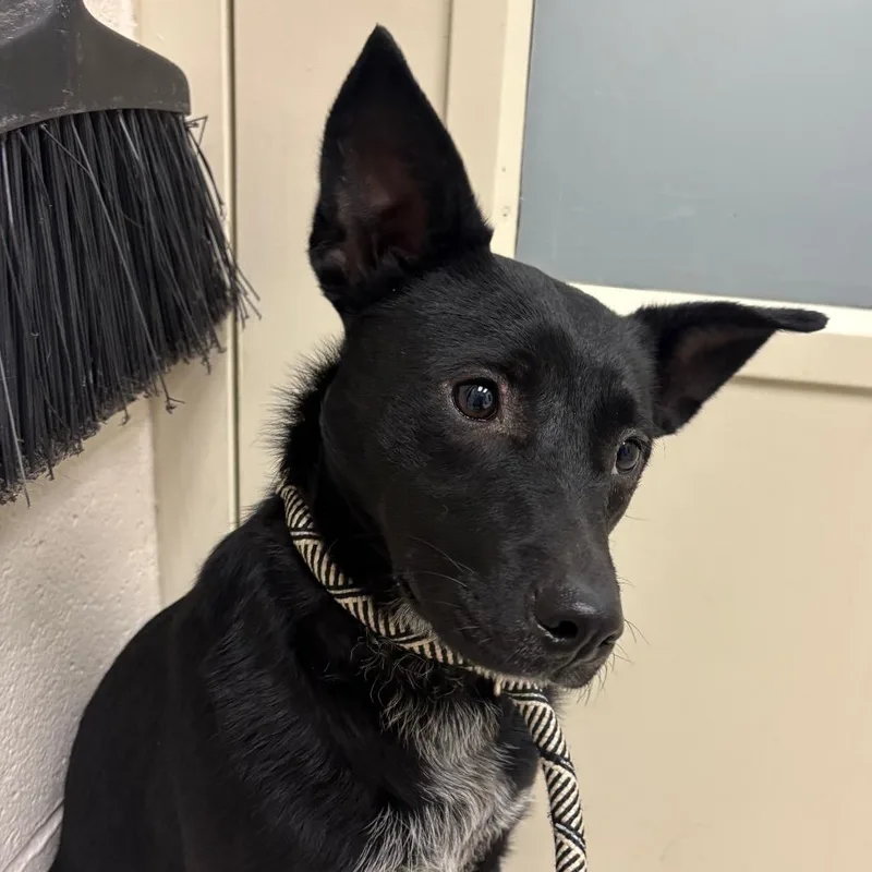 An adult medium-sized male Black Mixed Breed dog named Draco for adoption in Murray, UT