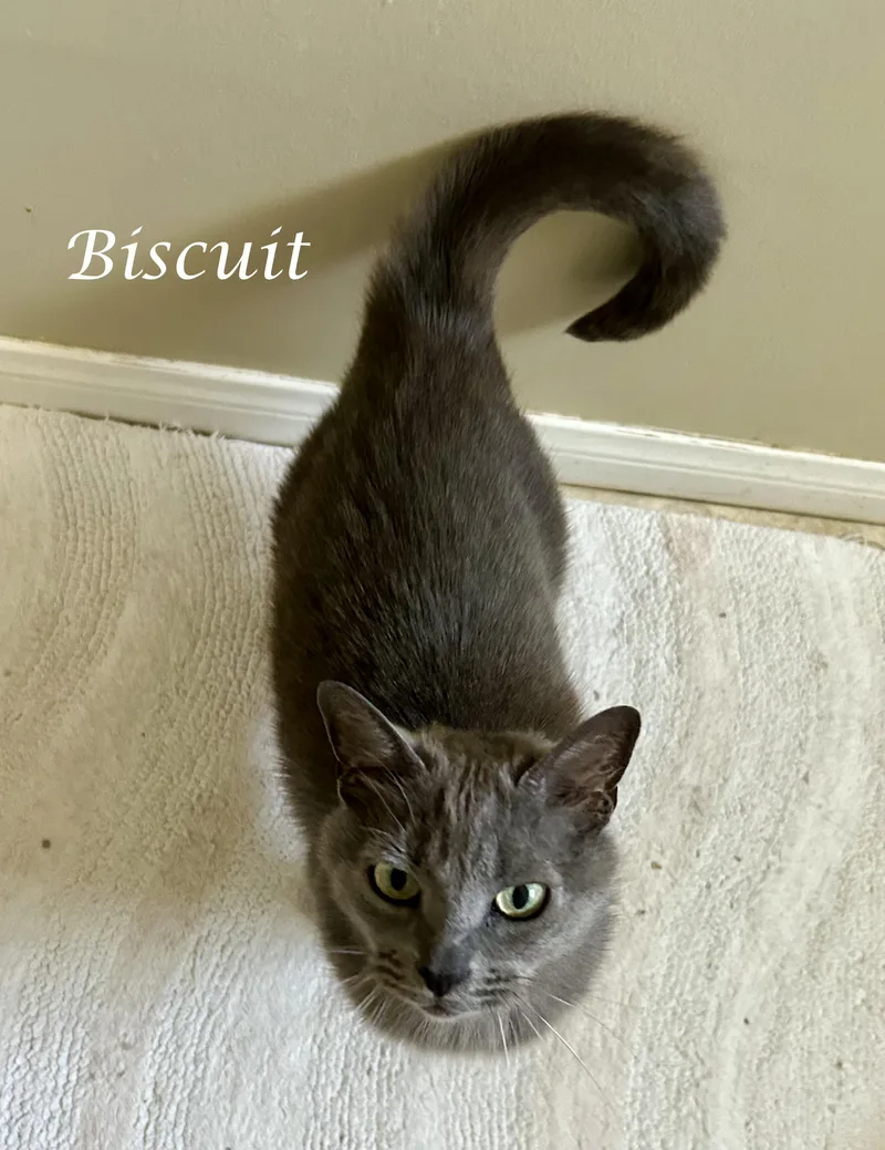 An adult medium-sized female Gray / Blue / Silver Russian Blue cat named Miss BISCUIT for adoption in Monrovia, CA