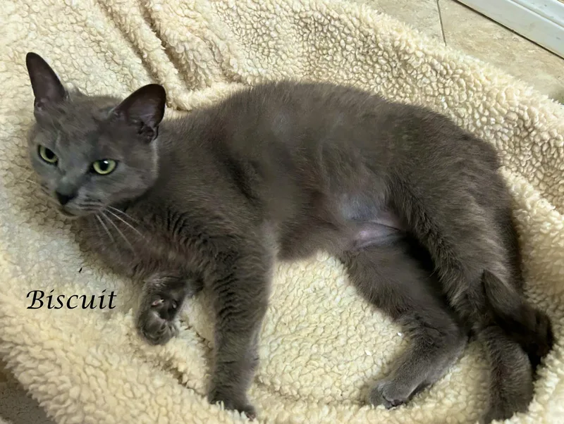 Miss BISCUIT thumbnail 2
