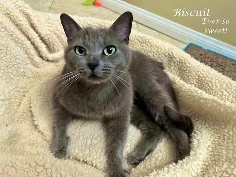 Miss BISCUIT thumbnail 3
