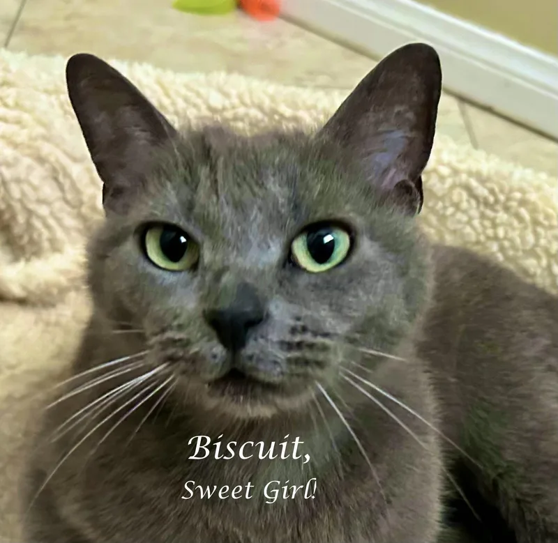 Miss BISCUIT thumbnail 4