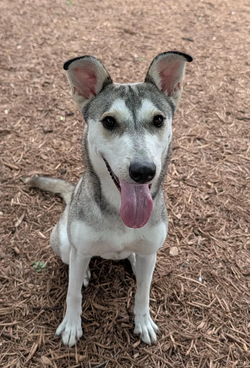 A young medium-sized female Siberian Husky dog named Ruby A for adoption in Plano, TX
