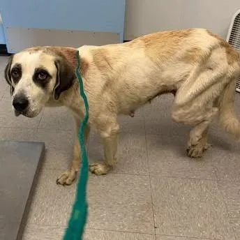 An adult large-sized female White / Cream Anatolian Shepherd dog named Grace for adoption in Bastrop, TX