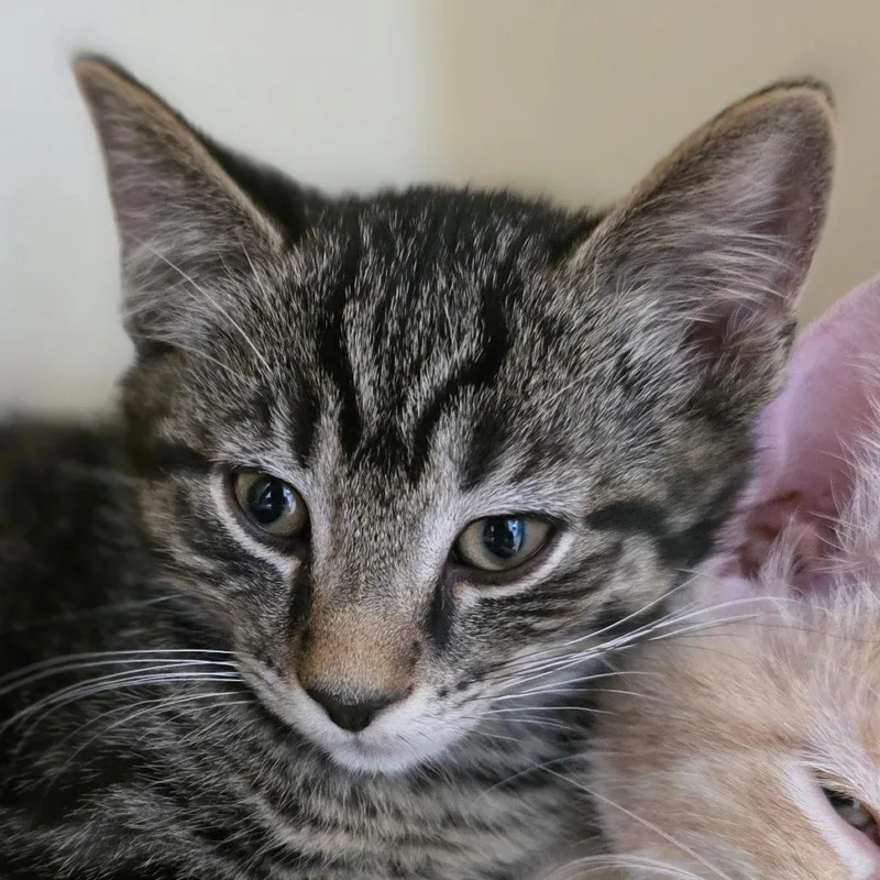 A baby small-sized male Brown / Chocolate Domestic Short Hair cat named Simon for adoption in Marysville, OH