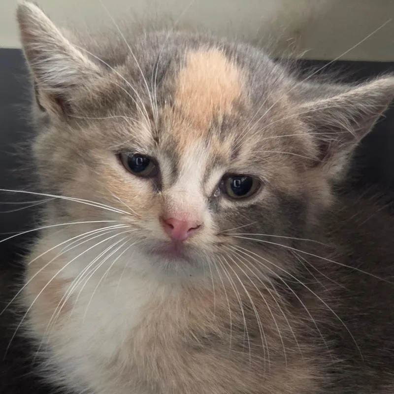 A baby small-sized female Torbie Domestic Short Hair cat named Potato for adoption in Auburn, AL