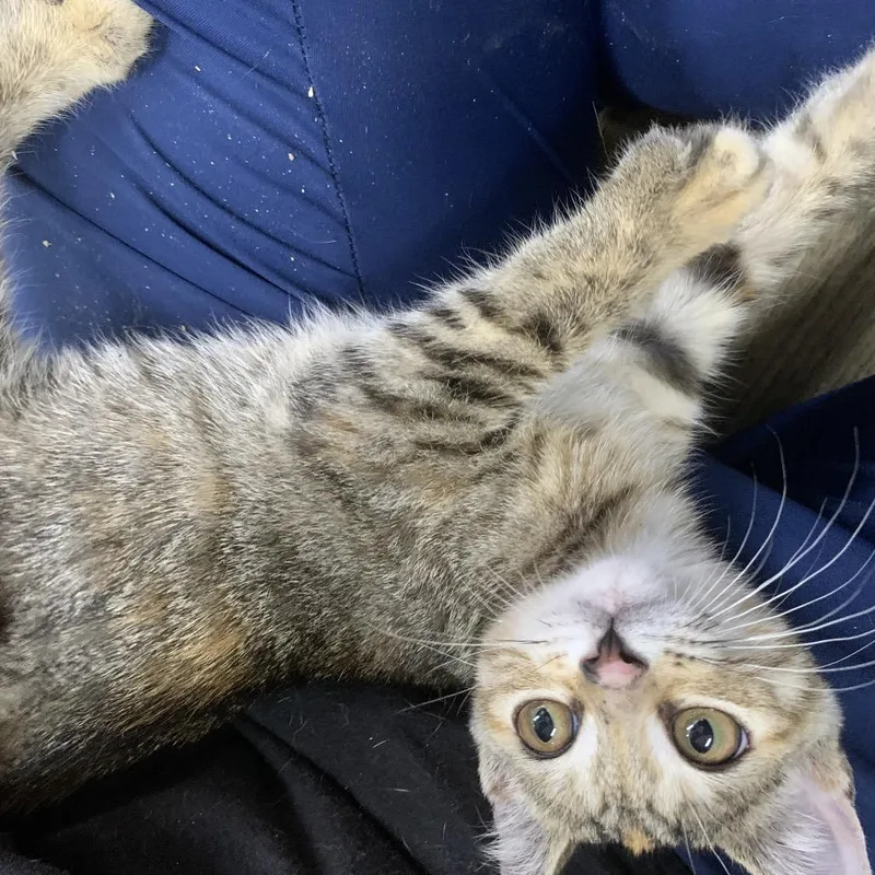 A baby small-sized female Calico Domestic Short Hair cat named Vortex for adoption in Hattiesburg, MS