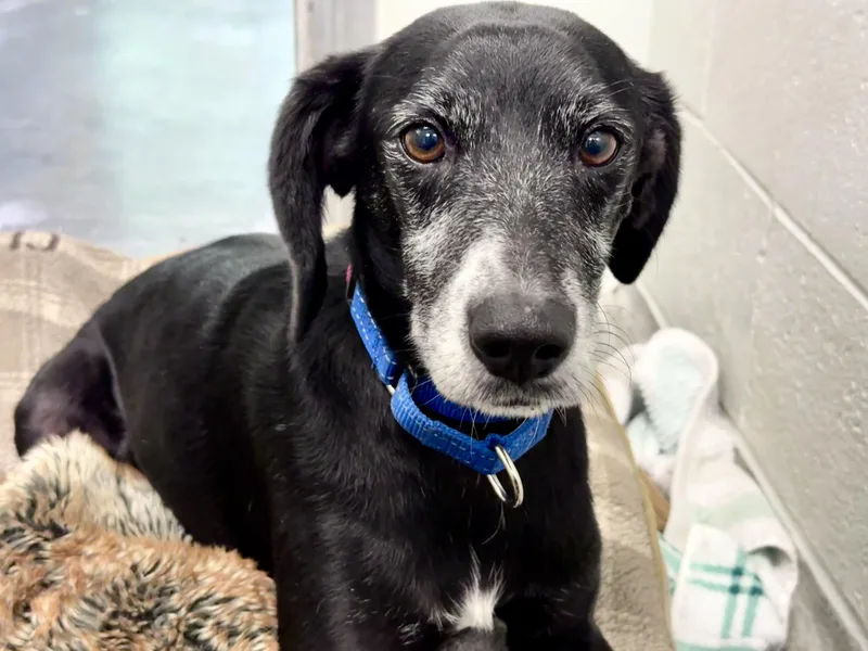 An adult medium-sized male Black Mixed Breed dog named Luther for adoption in Sudbury, MA