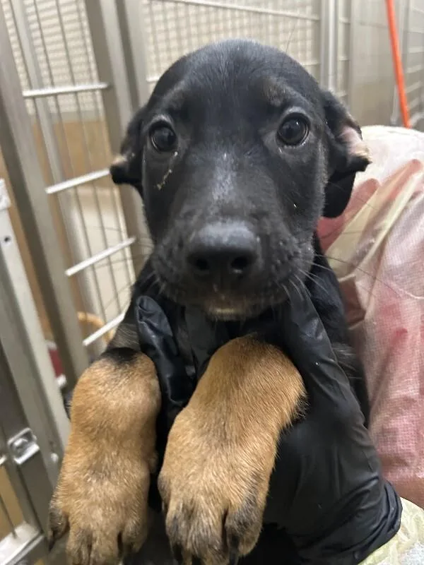 A young small-sized male Black Mixed Breed dog named Zavala for adoption in Hobbs, NM