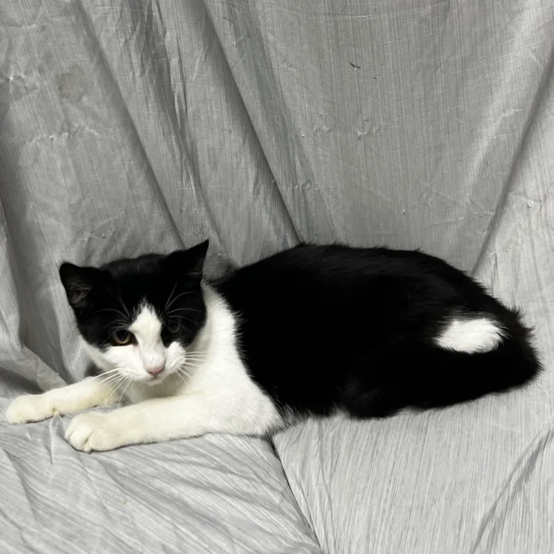 A baby small-sized female Black Domestic Short Hair cat named Blossom for adoption in Raleigh, NC