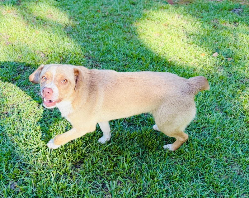 A young small-sized female Australian Shepherd dog named Gigi for adoption in Lucedale, MS
