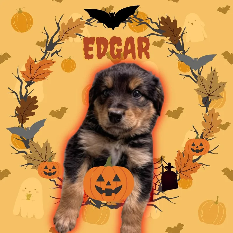 A baby small-sized male Black Mixed Breed dog named Edgar for adoption in Tempe, AZ