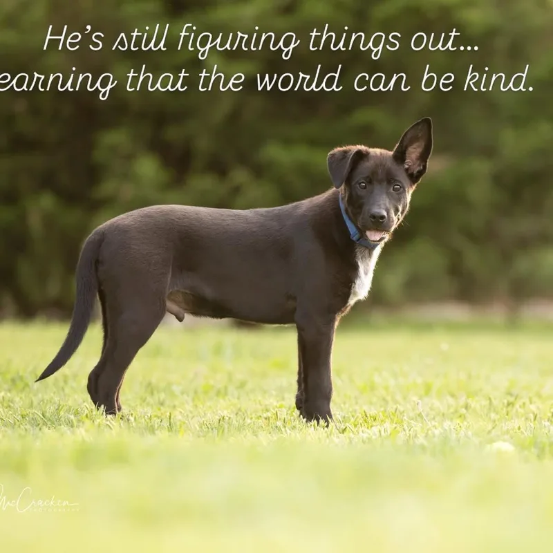 A baby medium-sized male Australian Cattle Dog / Blue Heeler dog named Sammy for adoption in Newport, WA