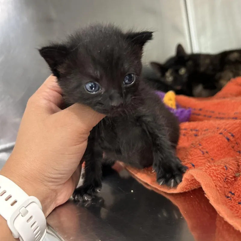A baby small-sized male Black Domestic Short Hair cat named Tarsals for adoption in Leander, TX