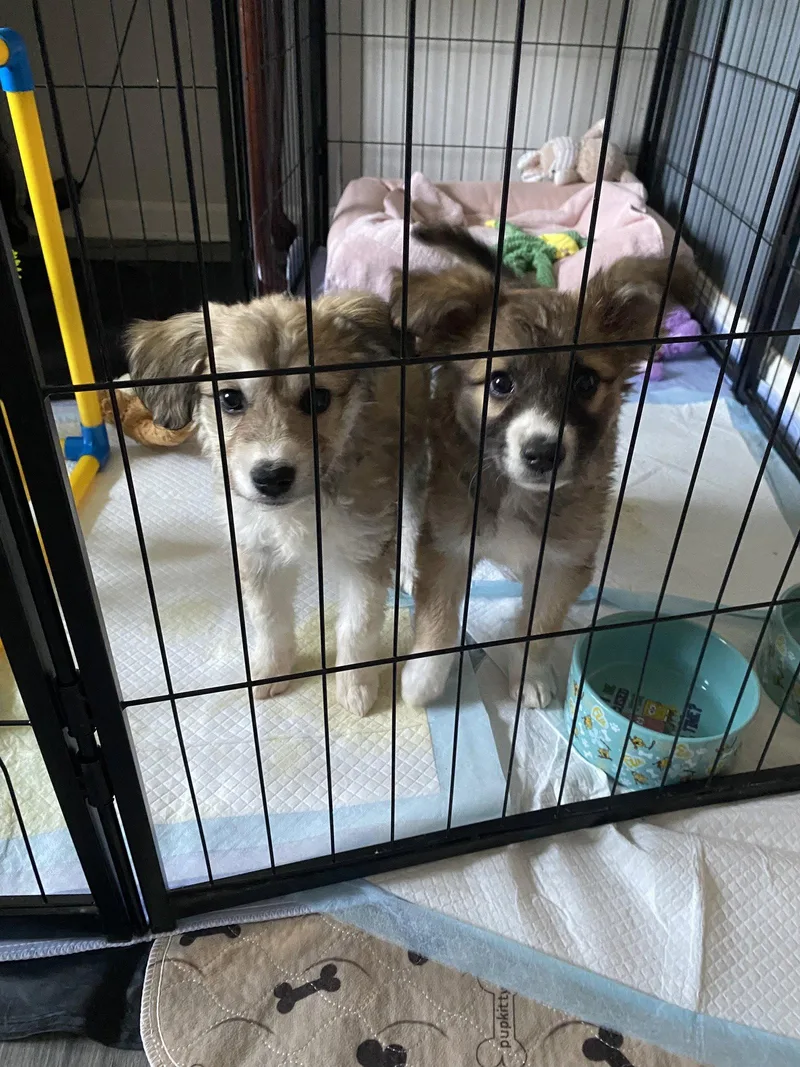 A baby medium-sized female Collie dog named Pepper for adoption in Newport, KY