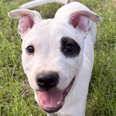 A baby medium-sized male White / Cream Pit Bull Terrier dog named Dolph for adoption in Oklahoma City, OK