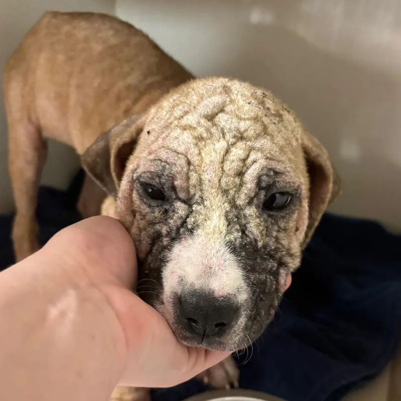 A baby small-sized female Pit Bull Terrier dog named Bellybutton for adoption in Northbrook, IL