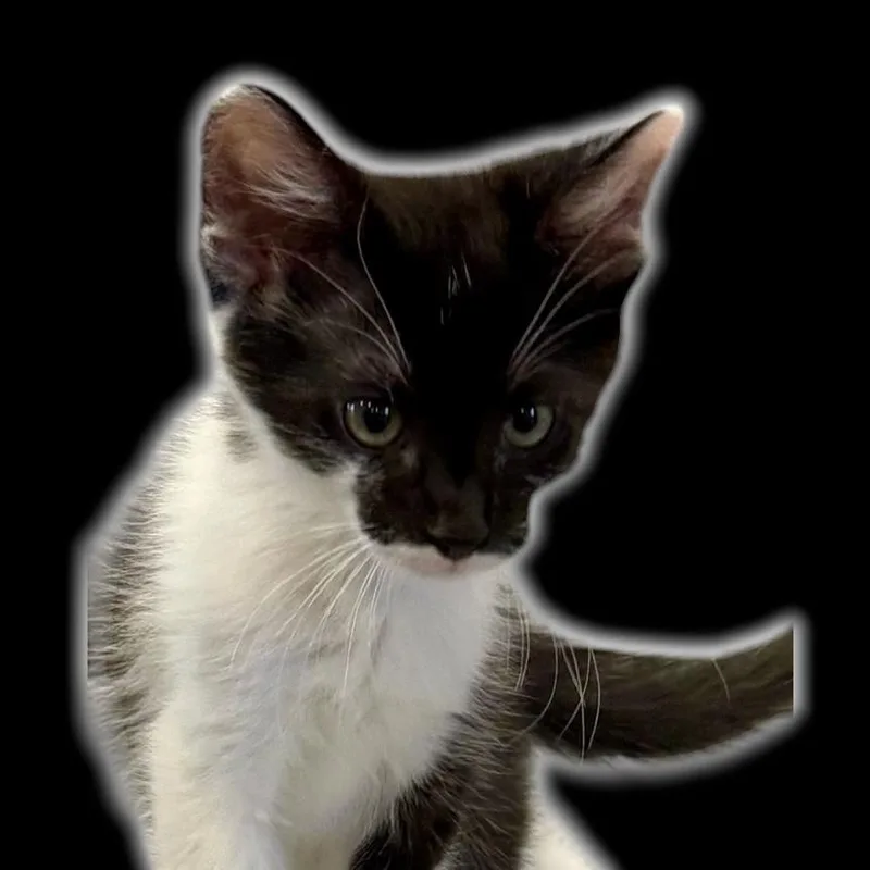 A baby small-sized male Black Domestic Short Hair cat named Bandit for adoption in Auburn, CA