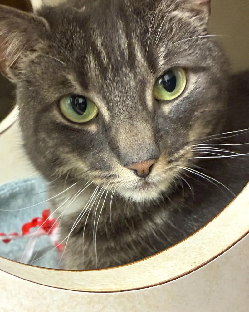 An adult medium-sized female Domestic Short Hair cat named Bashful for adoption in Elmsford, NY