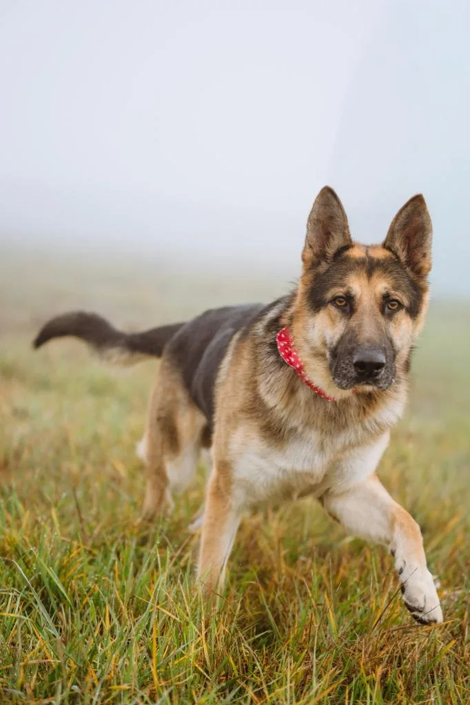 Whiskey  Sponsored By