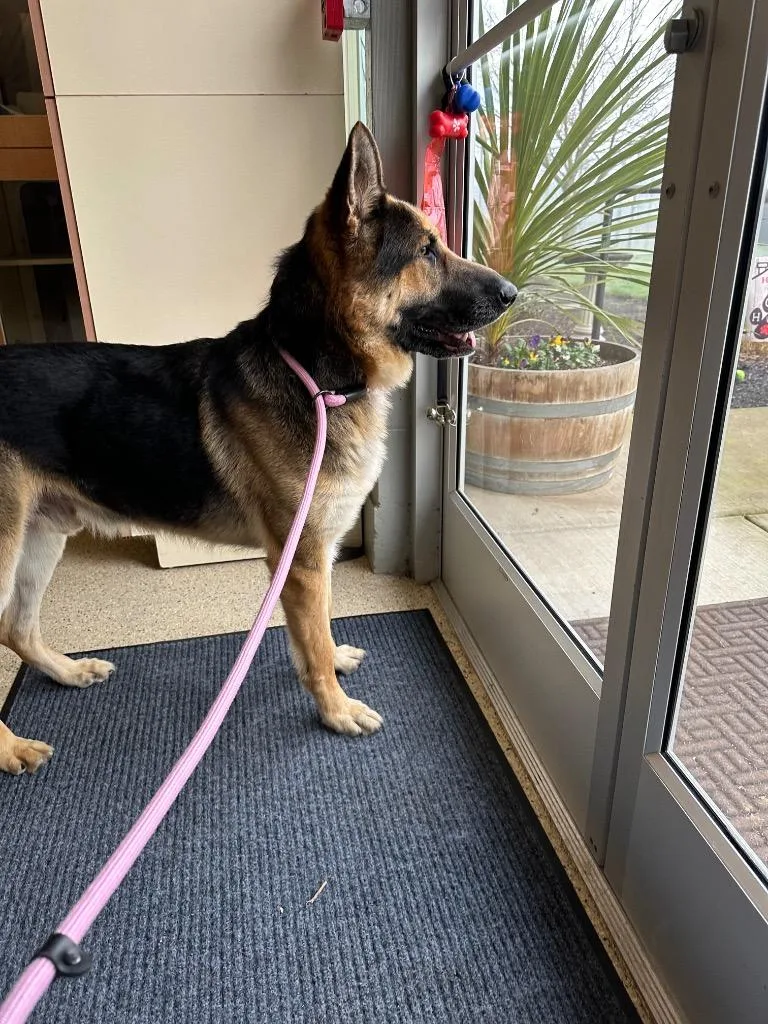 Whiskey  Sponsored By thumbnail 3