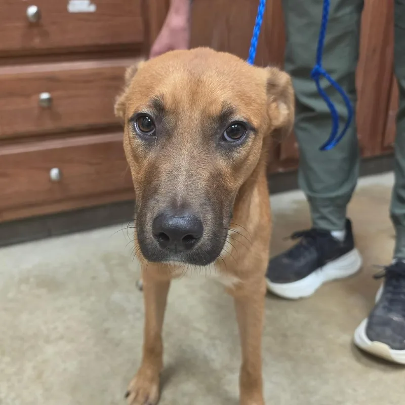 A young medium-sized female Red / Chestnut / Orange Bloodhound dog named Naomi U for adoption in Tupelo, MS