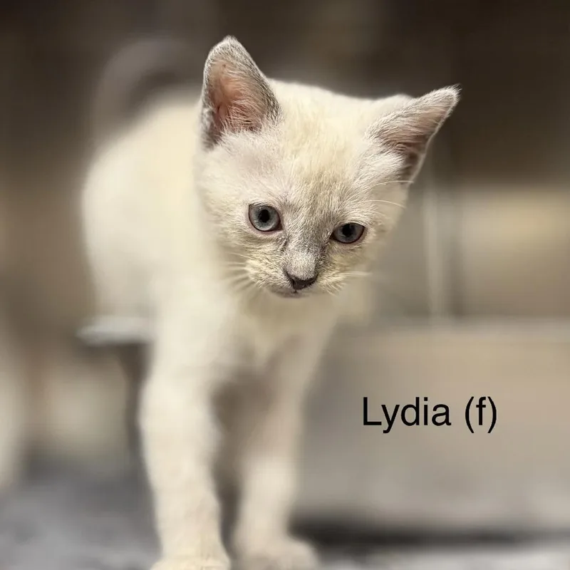A baby small-sized female Gray / Blue / Silver Siamese cat named Lydia for adoption in New York, NY