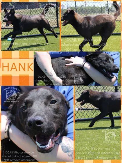 An adult medium-sized male Retriever dog named Hank for adoption in Kenansville, NC