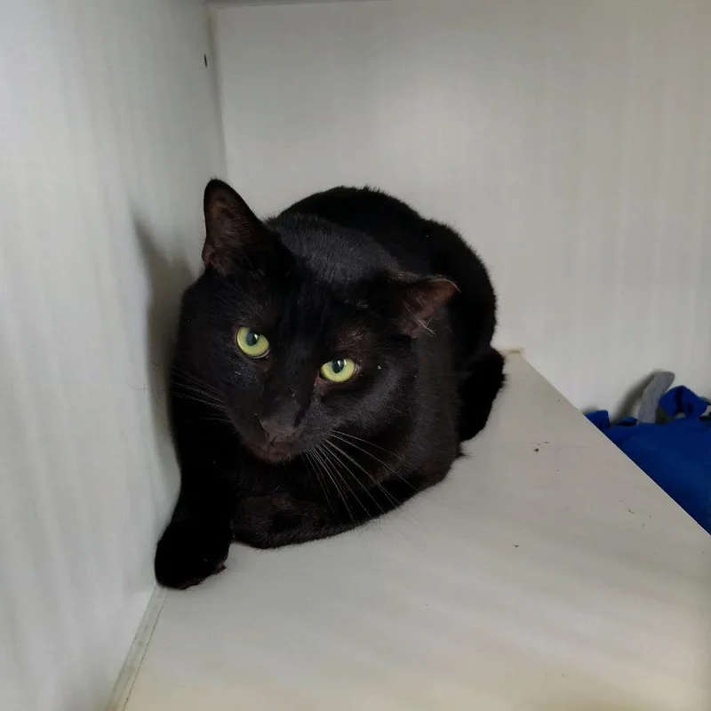 An adult large-sized male Black Domestic Short Hair cat named Poblano for adoption in Norfolk, NE