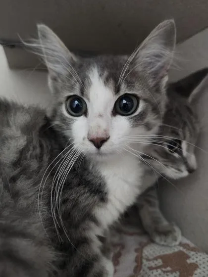 A young medium-sized female Domestic Short Hair cat named Vulpix for adoption in Columbus, IN