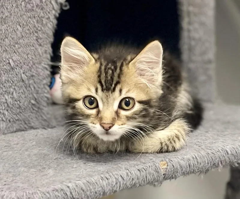 A baby small-sized male Brown / Chocolate Domestic Long Hair cat named Mackerel for adoption in Jamestown, CA