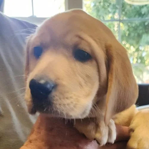 A baby small-sized female Yellow Labrador Retriever dog named Mabel for adoption in Twin lakes, WI