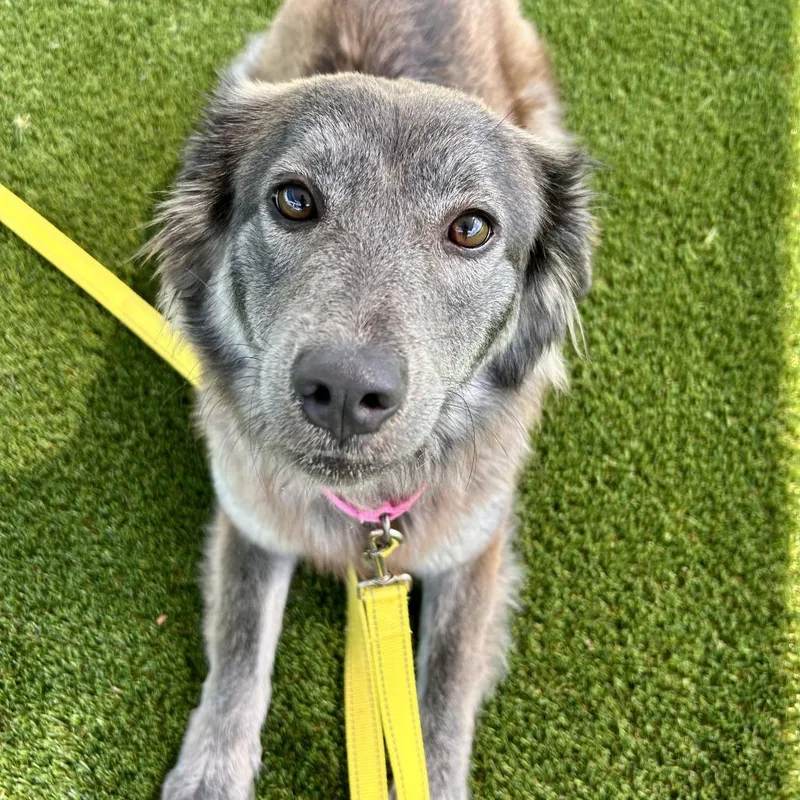 A young medium-sized female Gray / Blue / Silver Mixed Breed dog named Athena for adoption in Bradenton, FL