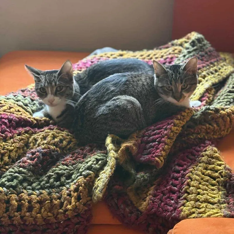 Chia & Reishi thumbnail 4