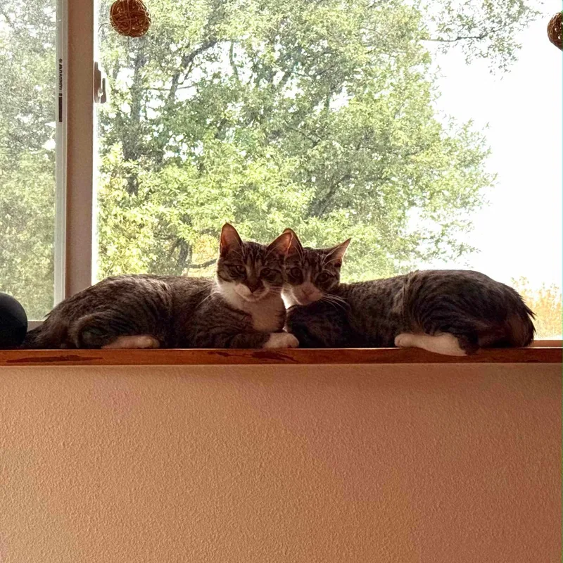 Chia & Reishi thumbnail 5