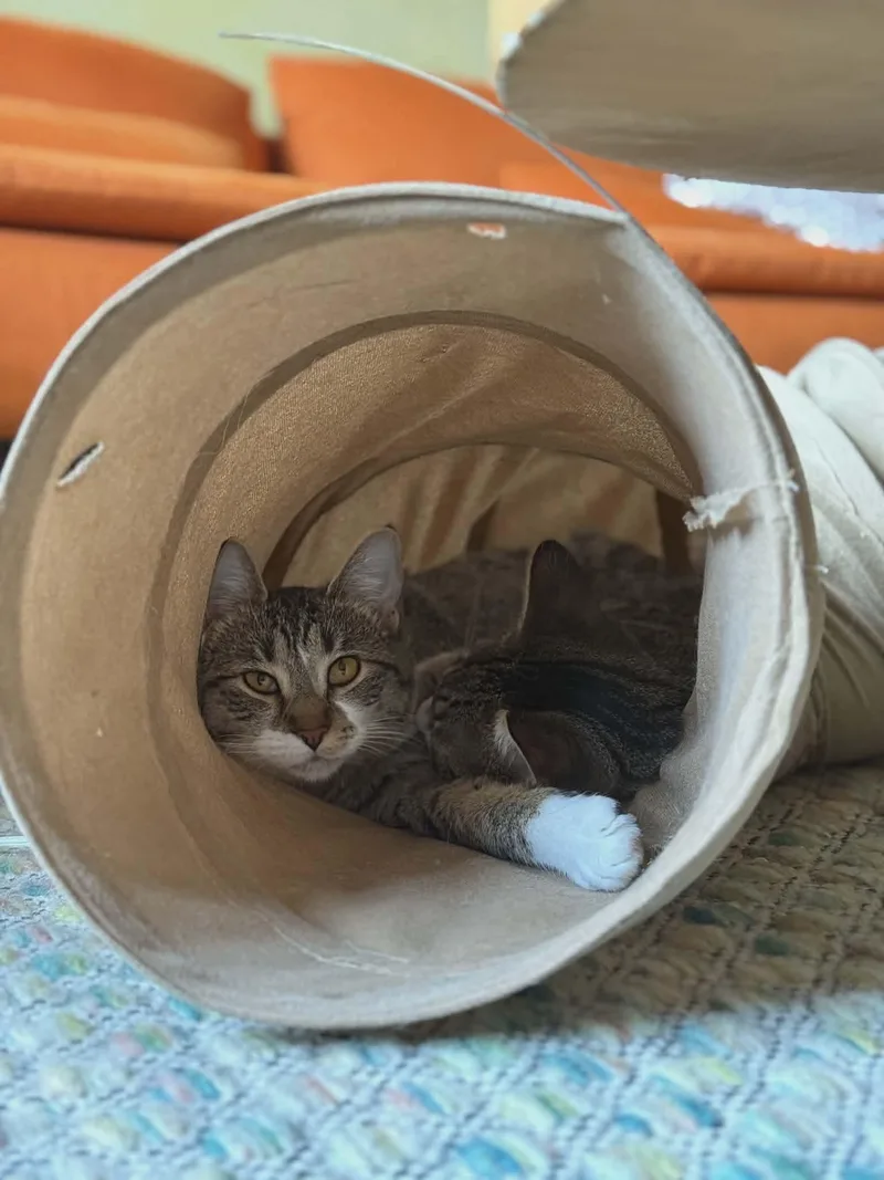 Chia & Reishi thumbnail 6