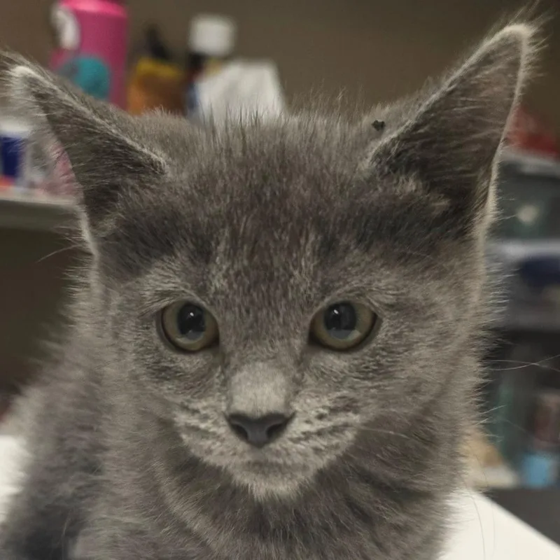 A baby small-sized female Gray / Blue / Silver Domestic Medium Hair cat named Eveready for adoption in Wickenburg, AZ