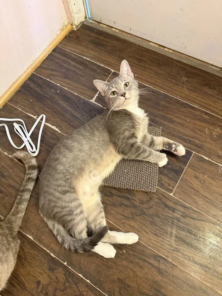 An adult medium-sized female Gray & White Domestic Short Hair cat named Thimble for adoption in West Mifflin, PA
