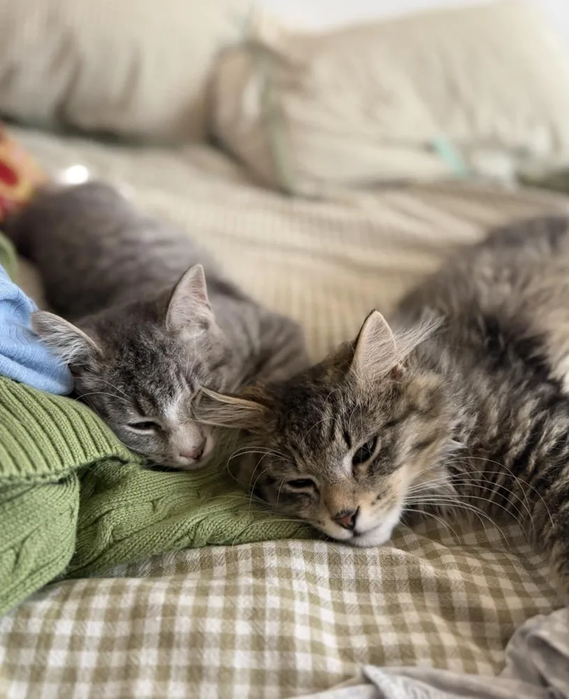 Paulo And Rio thumbnail 5