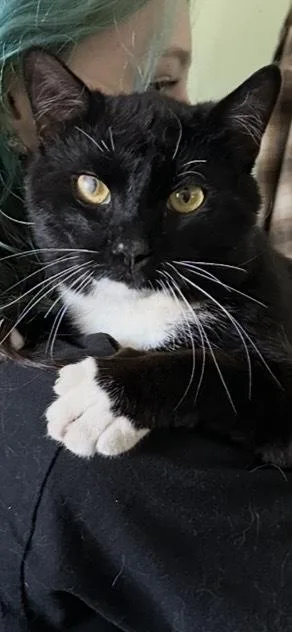 An adult large-sized male Domestic Short Hair cat named Sebastian for adoption in Oakdale, CA