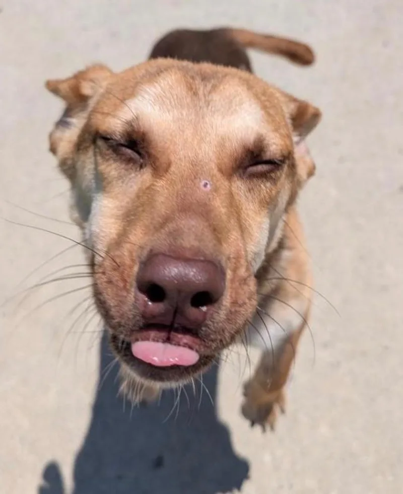 Tamale