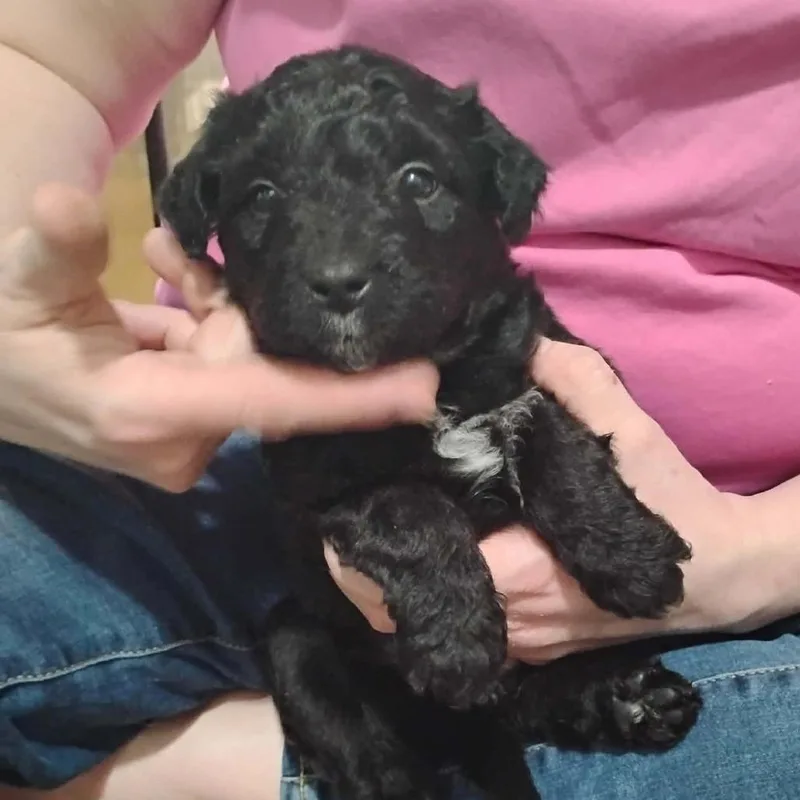 A baby medium-sized female Black Mixed Breed dog named Dawson for adoption in DeKalb, IL