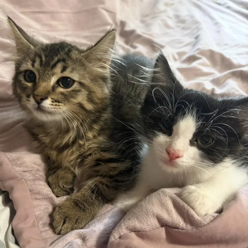A baby small-sized male Domestic Short Hair cat named Louie Singh for adoption in Morrison, CO